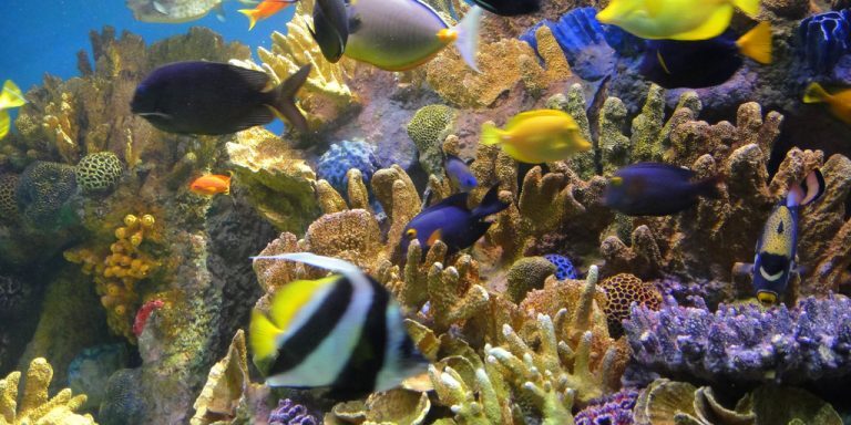 7369857410_18655395d0_b