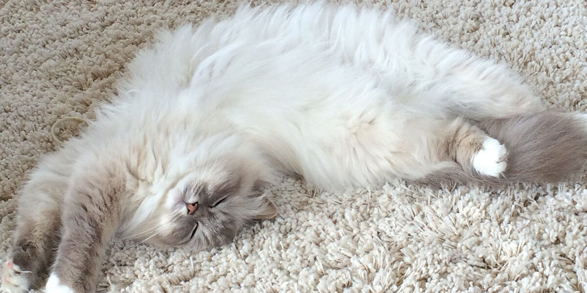 Carpet-Cleaning