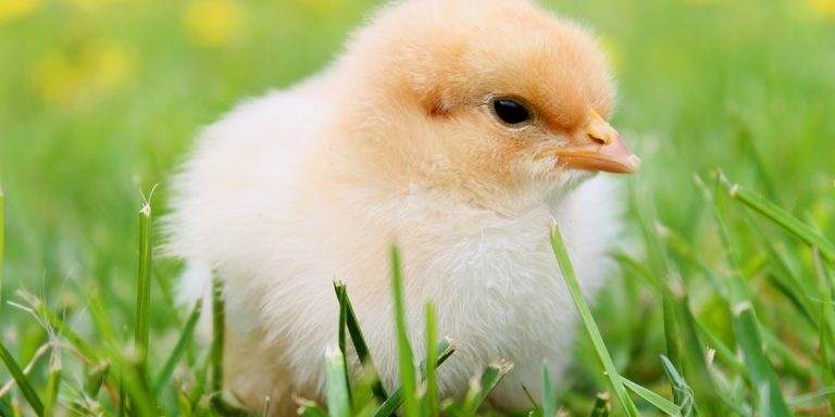 chicks-349035_960_720